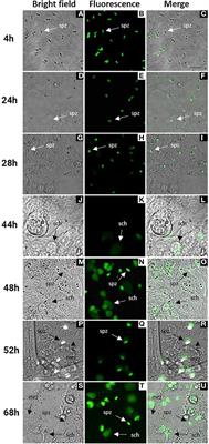 The Growth of Eimeria tenella: Characterization and Application of Quantitative Methods to Assess Sporozoite Invasion and Endogenous Development in Cell Culture